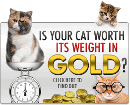 Is your cat worth its weight in Gold?